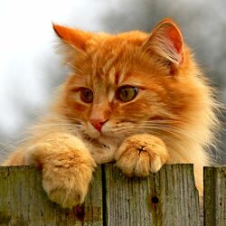 Пазл: Любопытный рыжик