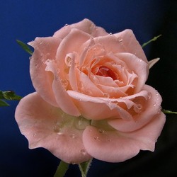 Пазл: Розовая роса