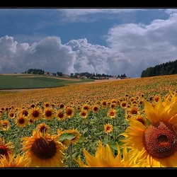 Пазл: Поле подсолнухов