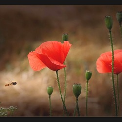 Пазл: Маки полевые