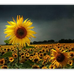 Пазл: Один из тысячи