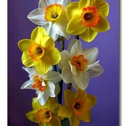 Пазл: Нарциссы