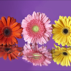 Пазл: Герберы