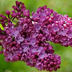 Пазл: Сирень