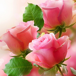 Пазл: Розовые розы