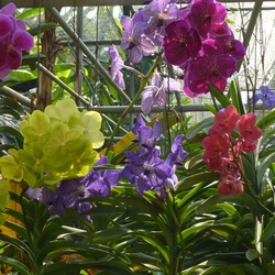 Пазл: Орхидеи