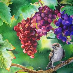 Пазл: В зарослях виноградника