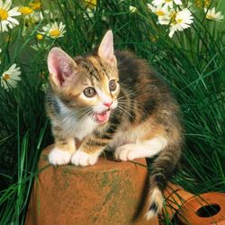 Пазл: Котенок 