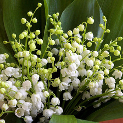 Пазл: Ландыши