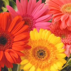 Пазл: Герберы