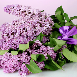 Пазл: Сирень