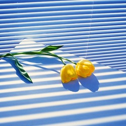 Пазл: Два тюльпана