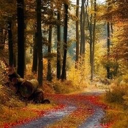 Пазл: Лесная дорога