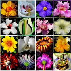 Пазл: Любимые цветы