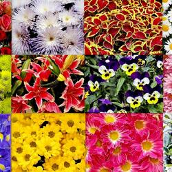 Пазл: Цветочные ковры