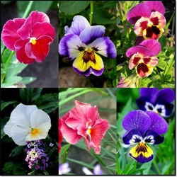 Пазл: Анютины глазки