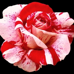 Пазл: Роза разноцветная