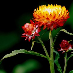 Пазл: Гелихризум