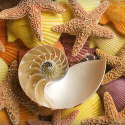 Пазл: Ракушки 