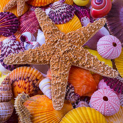 Пазл: Морские звезды и ракушки