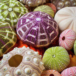 Пазл: Морские узоры