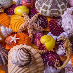 Пазл: Из морских глубин