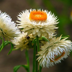 Пазл: Гелихризум