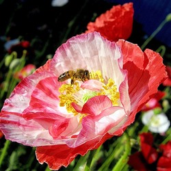 Пазл: Ах, лето