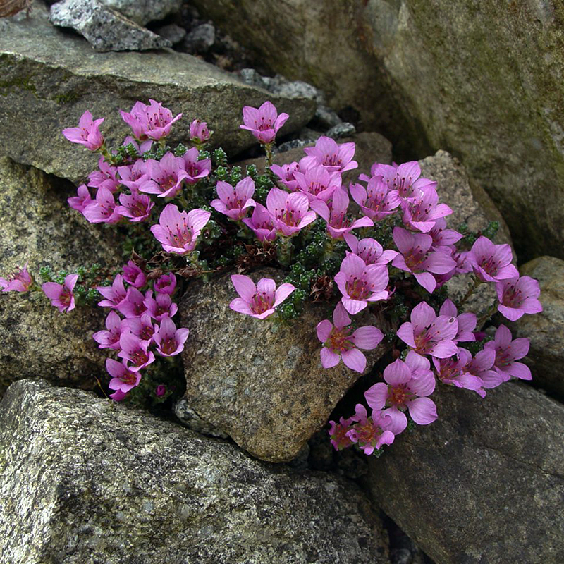 Каменоломни цветок фото