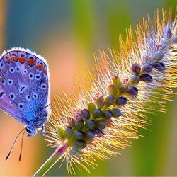 Пазл: Бабочка