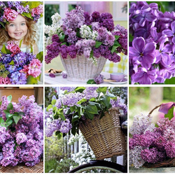 Пазл: Сирень