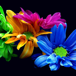 Пазл: Хризантемы