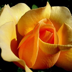 Пазл: Красавица