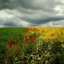 Пазл: Перед грозой