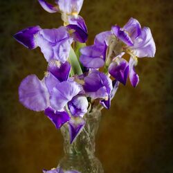 Пазл: Ирисы