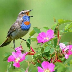 Пазл: Пение варакушки