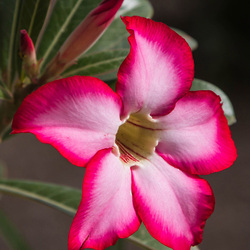 Пазл: Адениум