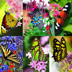 Пазл: Бабочки 