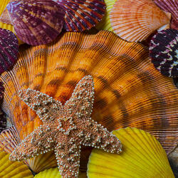 Пазл: Ракушки и звезда