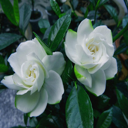 Пазл: Гардения