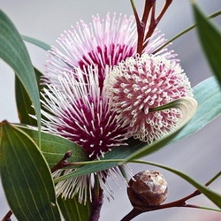 Пазл: Волшебный мир цветов