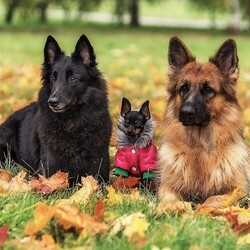 Пазл: После тренировки