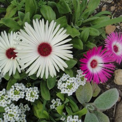 Пазл: Цветы сибири