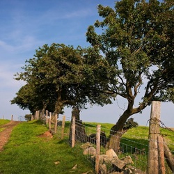 Пазл: Дорожка у забора
