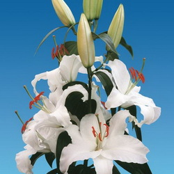 Пазл: Лилия Сибирь