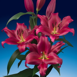 Пазл: Лилия Рэдфорд