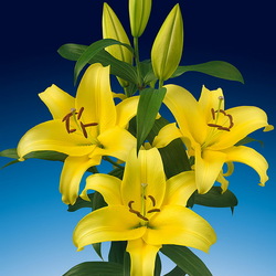 Пазл: Лилия Беллвилл