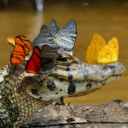 Пазл: Кайман в бабочках