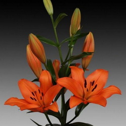 Пазл: Лилия Лавендо