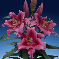 Пазл: Лилия Далиан